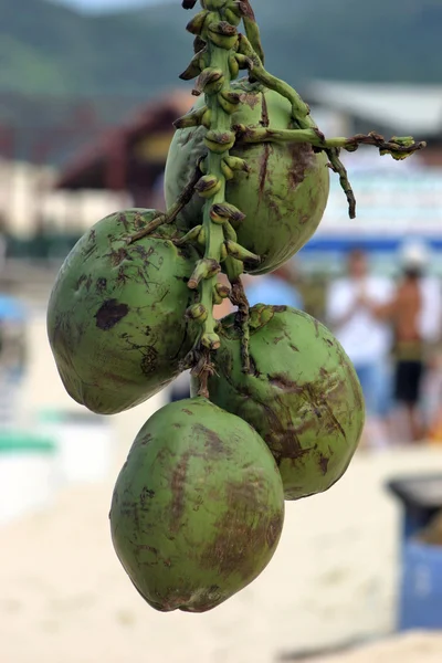 Kokosnoten op het strand — Stockfoto