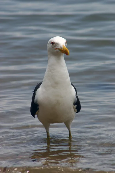 Primer plano de una gaviota —  Fotos de Stock