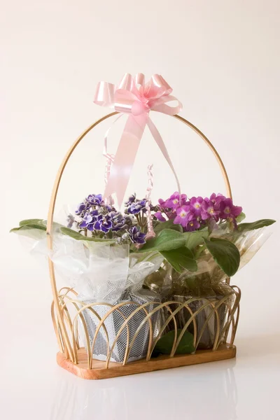 African Violet Basket — Stock Photo, Image