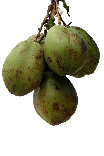 Hung coconuts — Stock Photo, Image