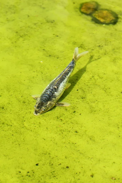 Koi-Fische (Karpfen) im Teich — Stockfoto