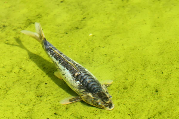 Pesce Koi (Carpa) in acqua — Foto Stock