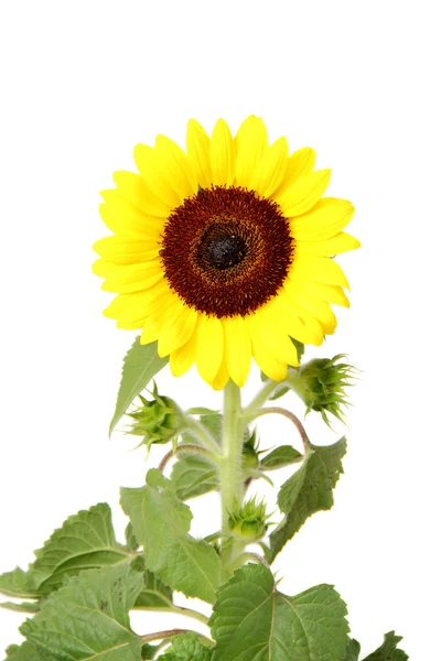 Isolated sunflower front view — Stock Photo, Image