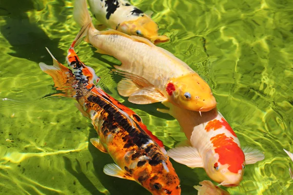 Grupo de peixes Koi na água — Fotografia de Stock