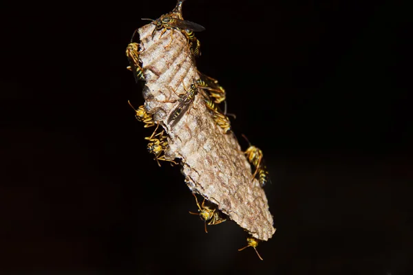 Yellowjacket wasps — Stock Photo, Image