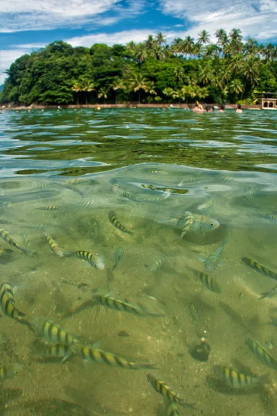Fische im Wasser in ilhabela — Stockfoto