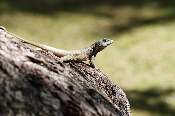 Calango - Lizard on tree — Stock Photo, Image