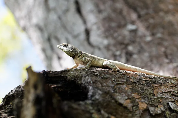 Calango - Lizard on trunk — Stock Photo, Image