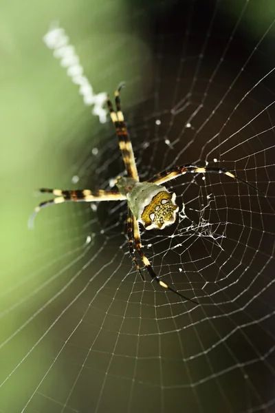 Web en spider — Stockfoto