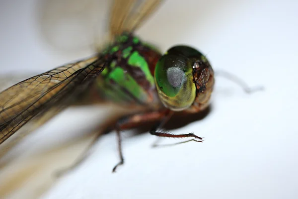 Detalhe libélula — Fotografia de Stock