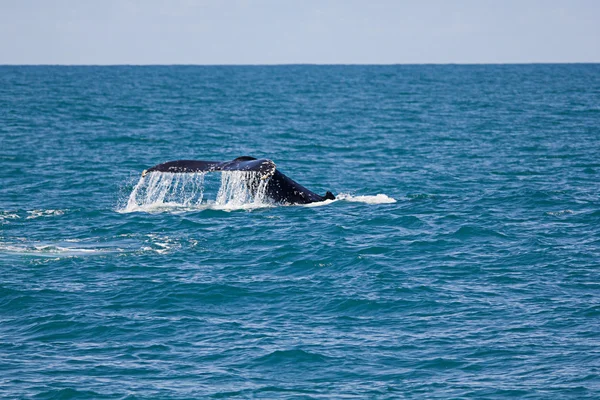 향유 고래 이야기 — 스톡 사진