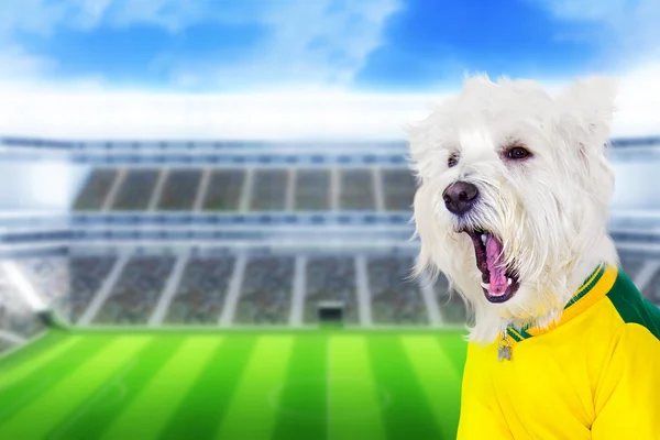 Brasilianska väst hund skrikande mål — Stockfoto