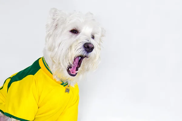 Cão brasileiro do oeste gritando em um jogo de equipe braziliam — Fotografia de Stock