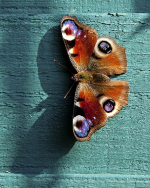 Avrupa tavuskuşu kelebek