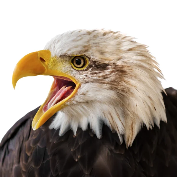 Bald eagle portresi — Stok fotoğraf