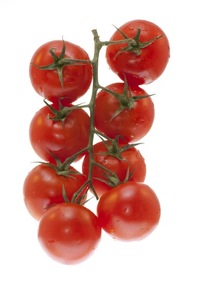 A branch of tomatoes on white background — Stock Photo, Image