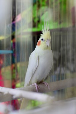 cockatiel kafes