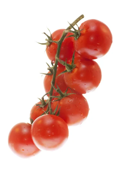 A branch of tomatoes on white background — Stock Photo, Image