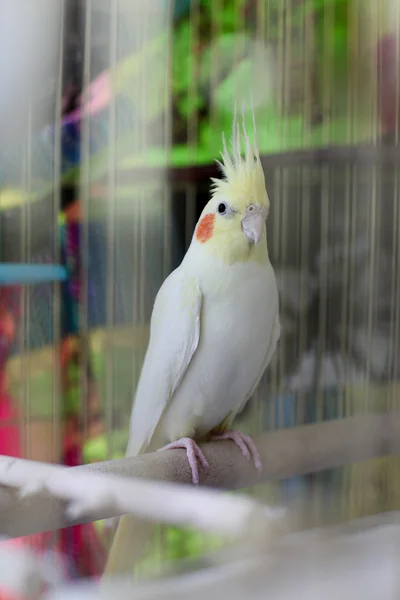 Cockatiel na gaiola — Fotografia de Stock