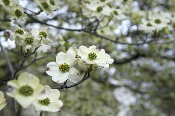 Um ramo de árvore com flores de primavera no fundo natural — Fotografia de Stock