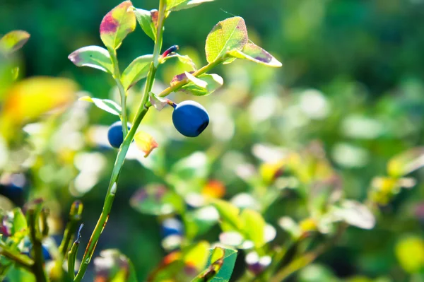 Fresh blueberry — Stock Photo, Image
