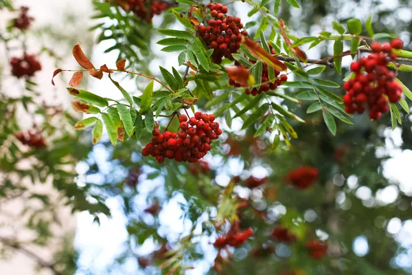 A close up of mountain ash — Stock Photo, Image
