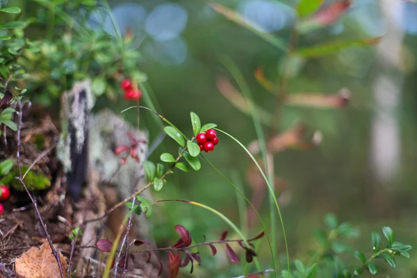 Preiselbeeren in freier Wildbahn — Stockfoto