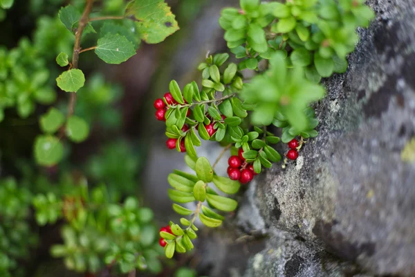 Preiselbeeren in freier Wildbahn — Stockfoto