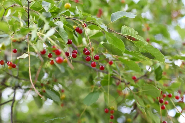 야생 chokecherry — 스톡 사진