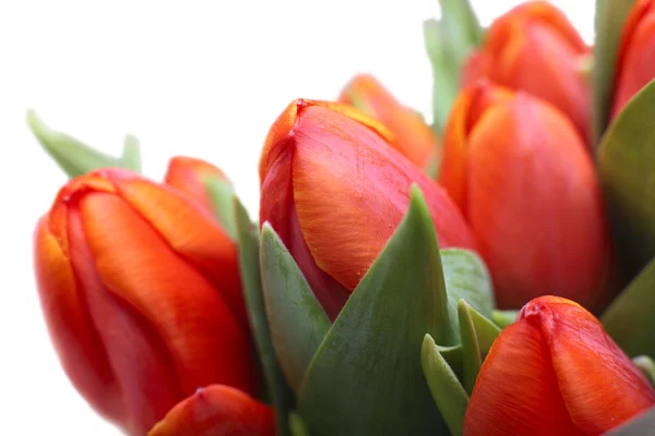 Tulips bouquet — Stock Photo, Image