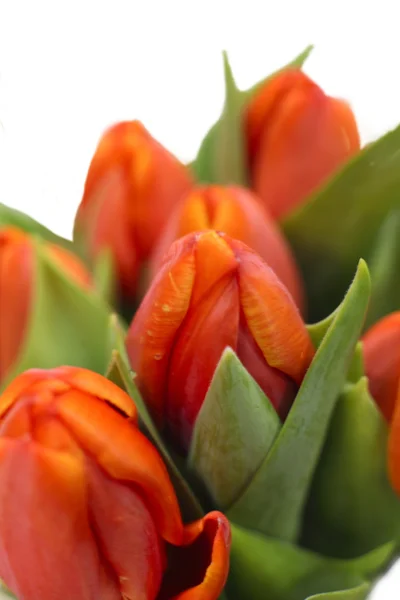 Bukiet tulipanów — Zdjęcie stockowe