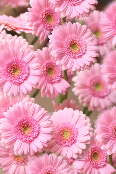 Chrysanthemum background — Stock Photo, Image