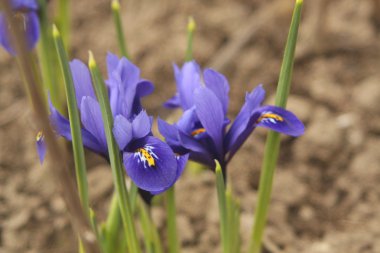 Bahar iris çiçeği