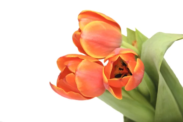 Tulips bouquet — Stock Photo, Image