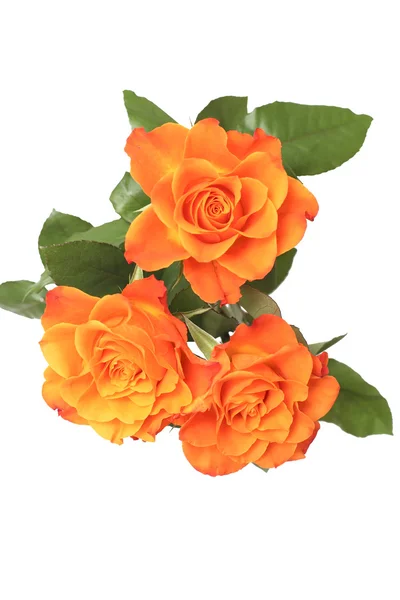 Beatiful roses — Stock Photo, Image