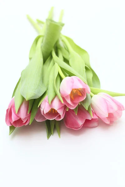 Pink tulips — Stock Photo, Image