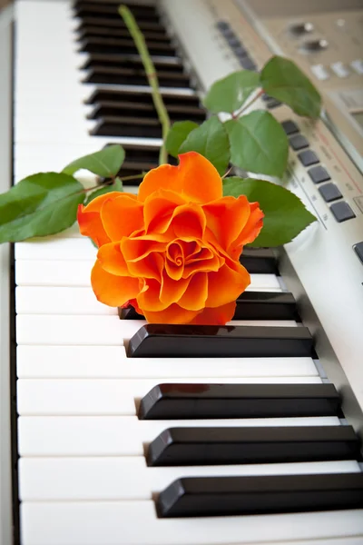 Muzyka i kwiat — Zdjęcie stockowe