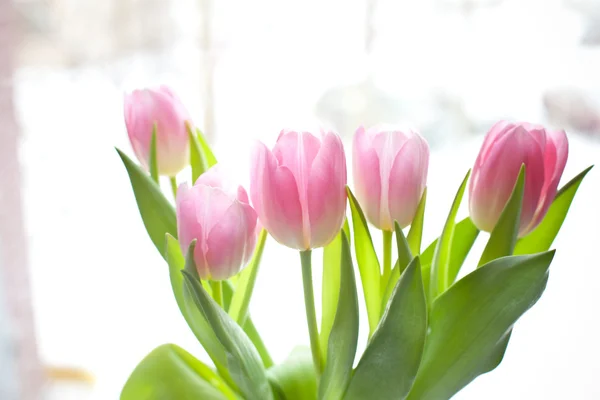 Tulips on window — Stock Photo, Image
