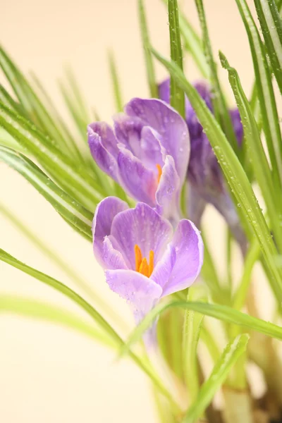 Fiori di cocco — Foto Stock