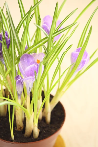 Fiori di cocco — Foto Stock