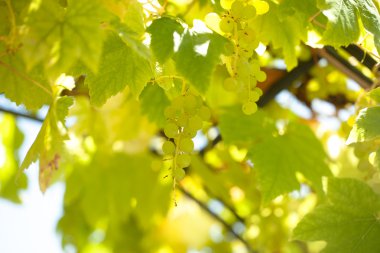 yabani üzüm portre