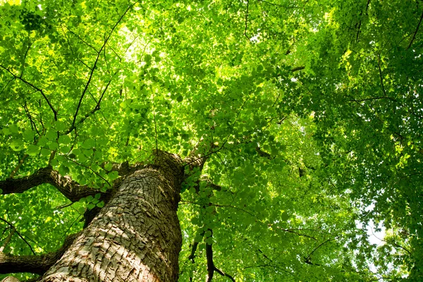 Frog perspective in the woods — Stock Photo, Image