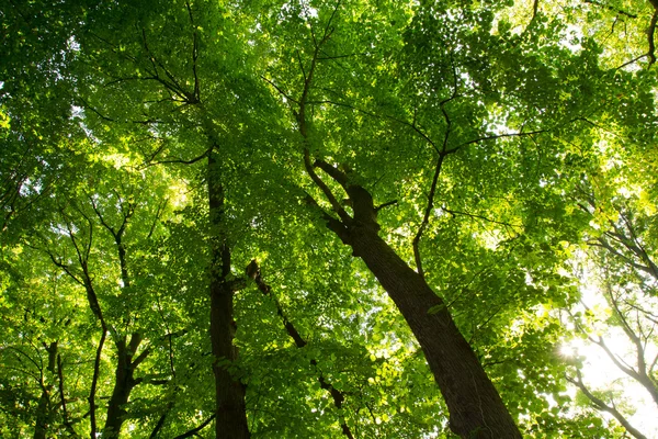 Floresta verde com o sol chegando Fotos De Bancos De Imagens Sem Royalties