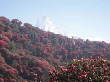 ormangülü dağ orman, Himalayalar, nepal