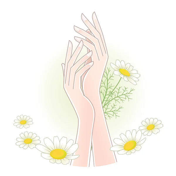 มือของผู้หญิงที่สวยงามกับดอกไม้ดอกคาโมไมล์ . — ภาพเวกเตอร์สต็อก