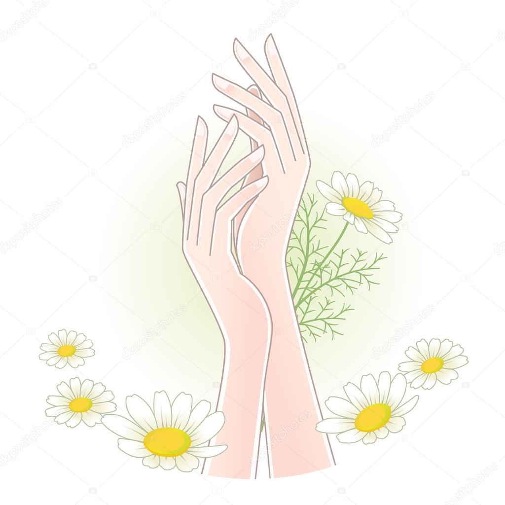 Beautiful woman's hands with chamomile flowers.