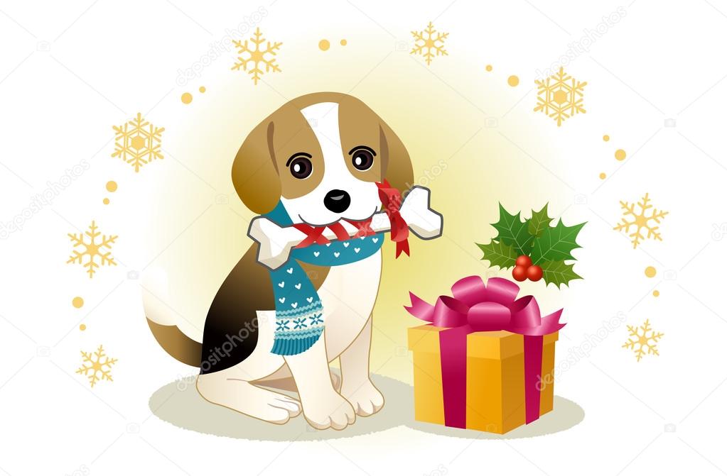 Beagle dog biting ribboned bone with christmas present box