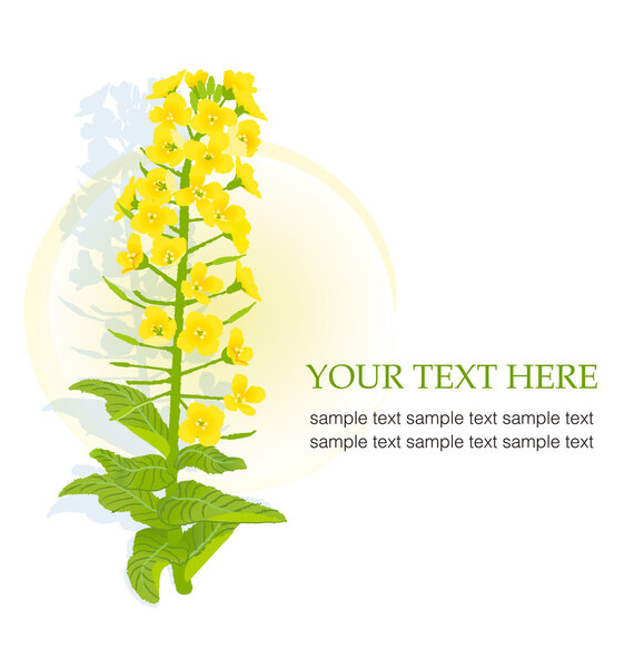 Yellow blooming rapeseed