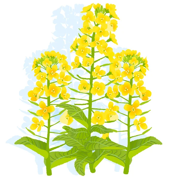 Koolzaad bloemen — Stockvector