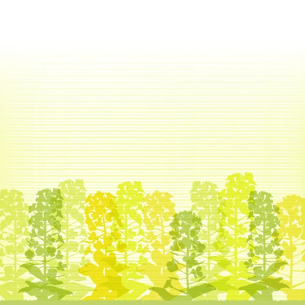 Rape blossom silhouettes on lined background — Stock Vector